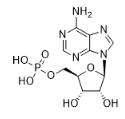 5'-腺嘌呤核苷酸对照品
