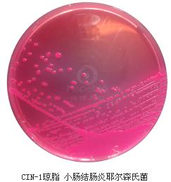 CIN-1琼脂平板