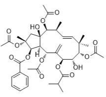 麻风树碱4标准品